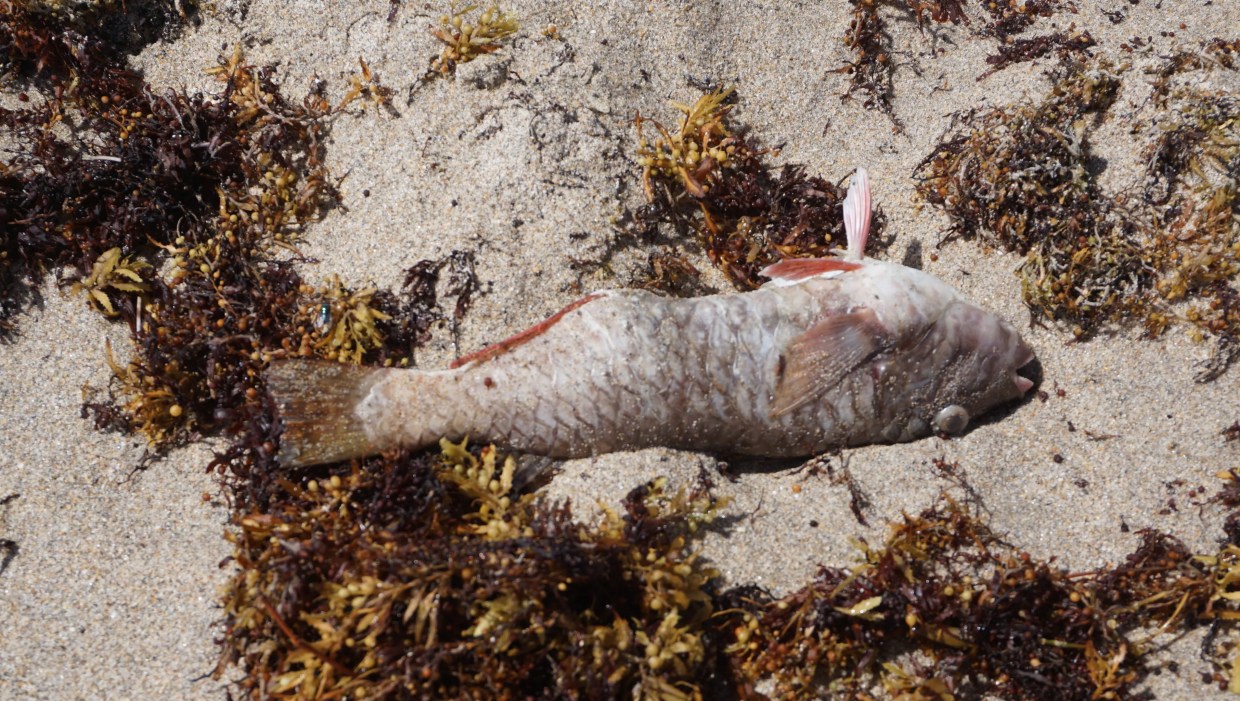 Red Tide May Have Already Hit Broward County UPDATED