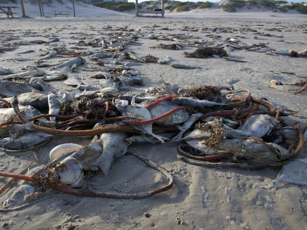 New Lawsuit Challenges Rick Scott’s Last-Minute Help to Big Sugar