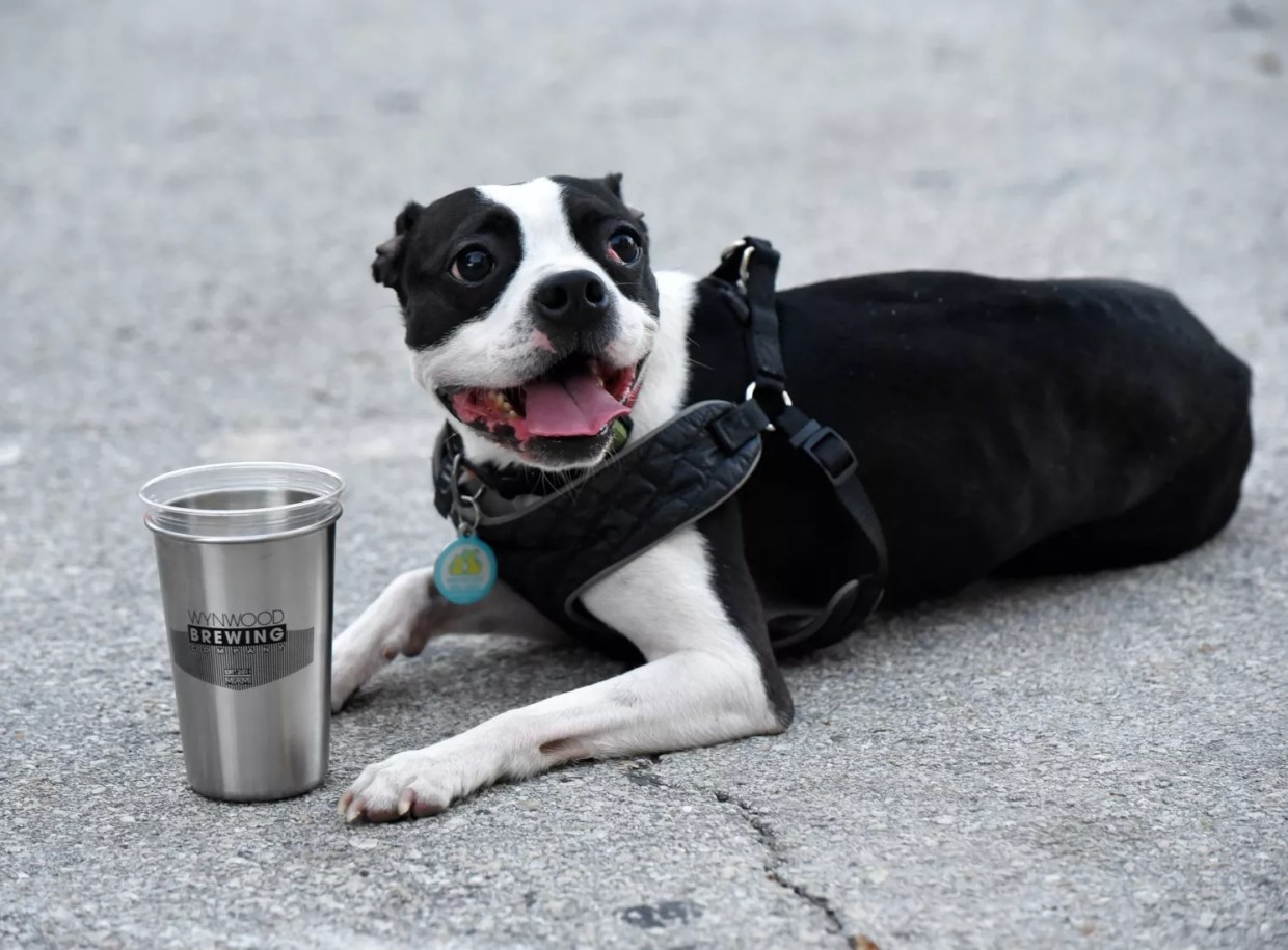 Breweries Respond to Florida Law Banning Dogs in Taprooms and Breweries