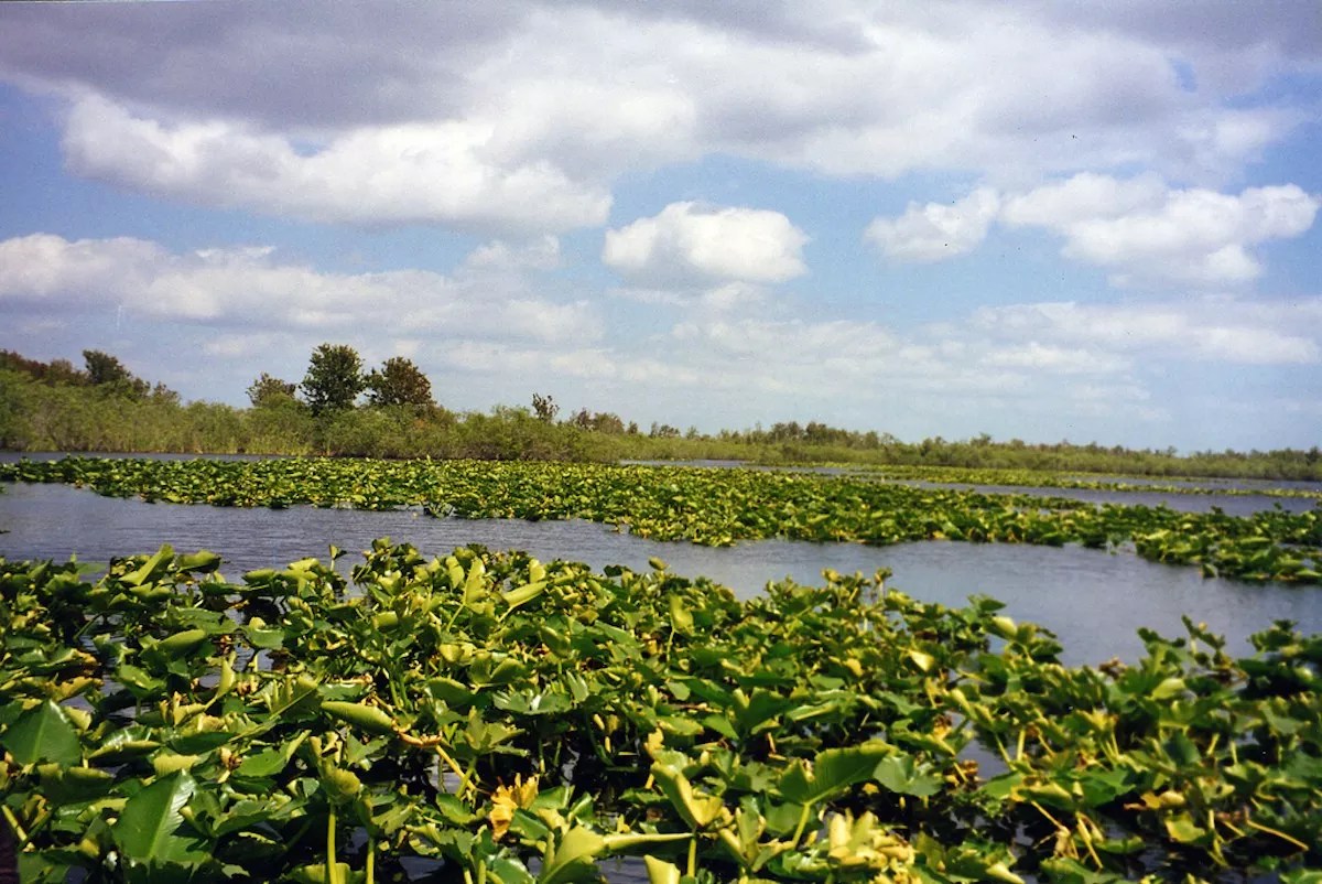 Florida Passed a Sneaky Conservative Legal Rule That Let Judges Allow Glades Oil Drilling