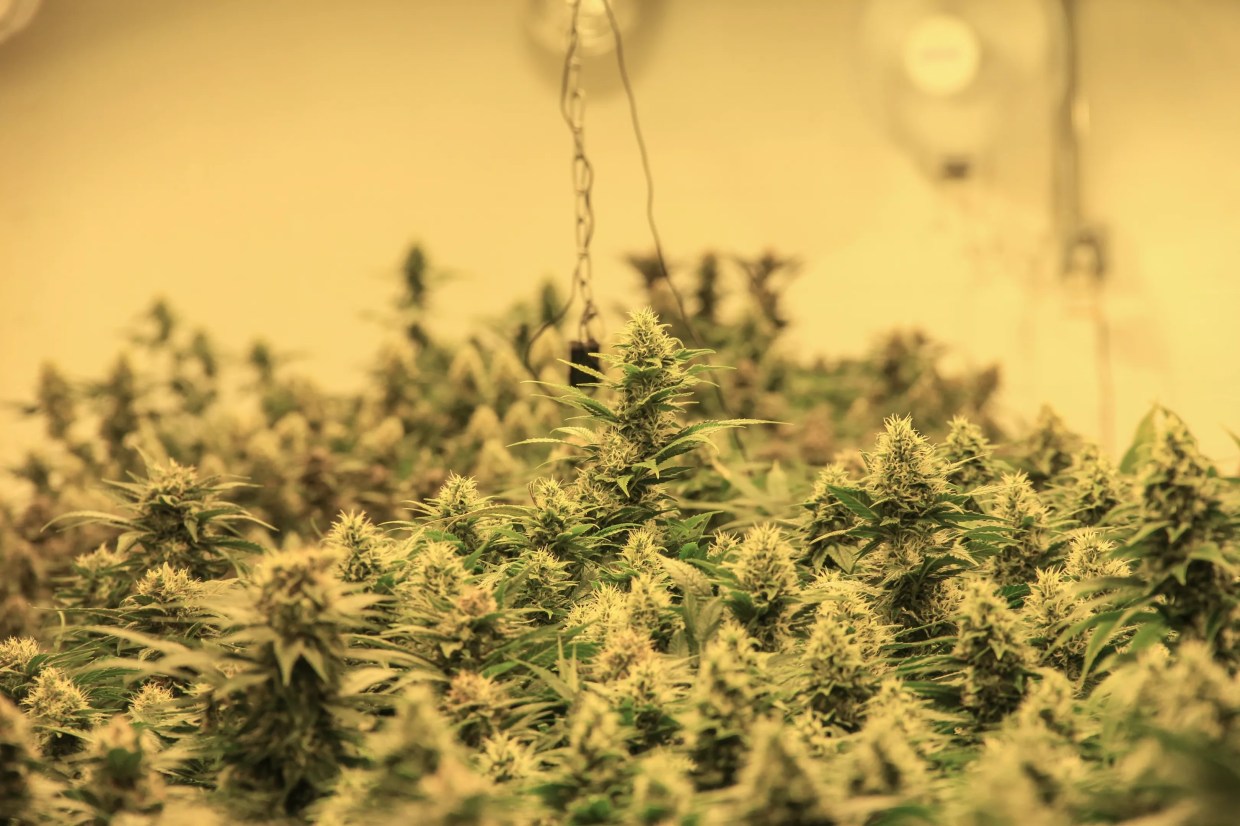 Here’s Proof Getting Medical Marijuana in Florida Is Becoming Easier