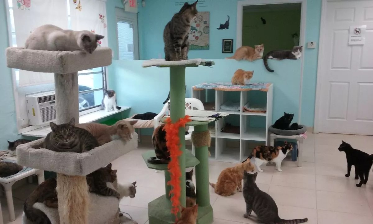 Oakland Park’s Beyond Nine Cat Rescue Forced to Close