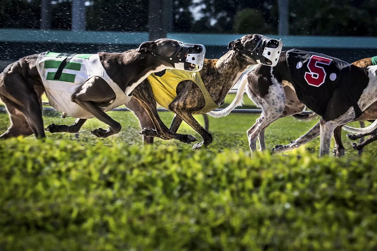 Greyhound Advocate Says Lawsuit to Overturn Racing Ban Is a “Slap in the Face to Voters”
