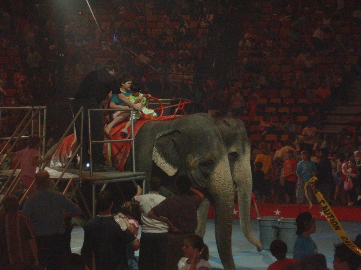 Protest Set as PETA’s “Worst Circus in America” Comes to Broward