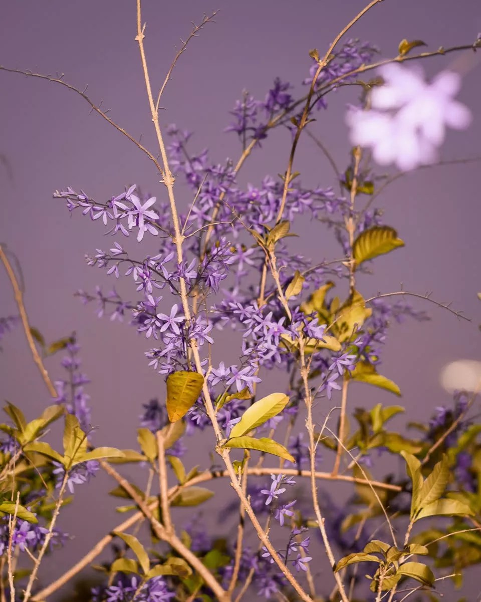 The Sunny Project Unites Florida Photographers to Raise Funds for COVID-19 Relief