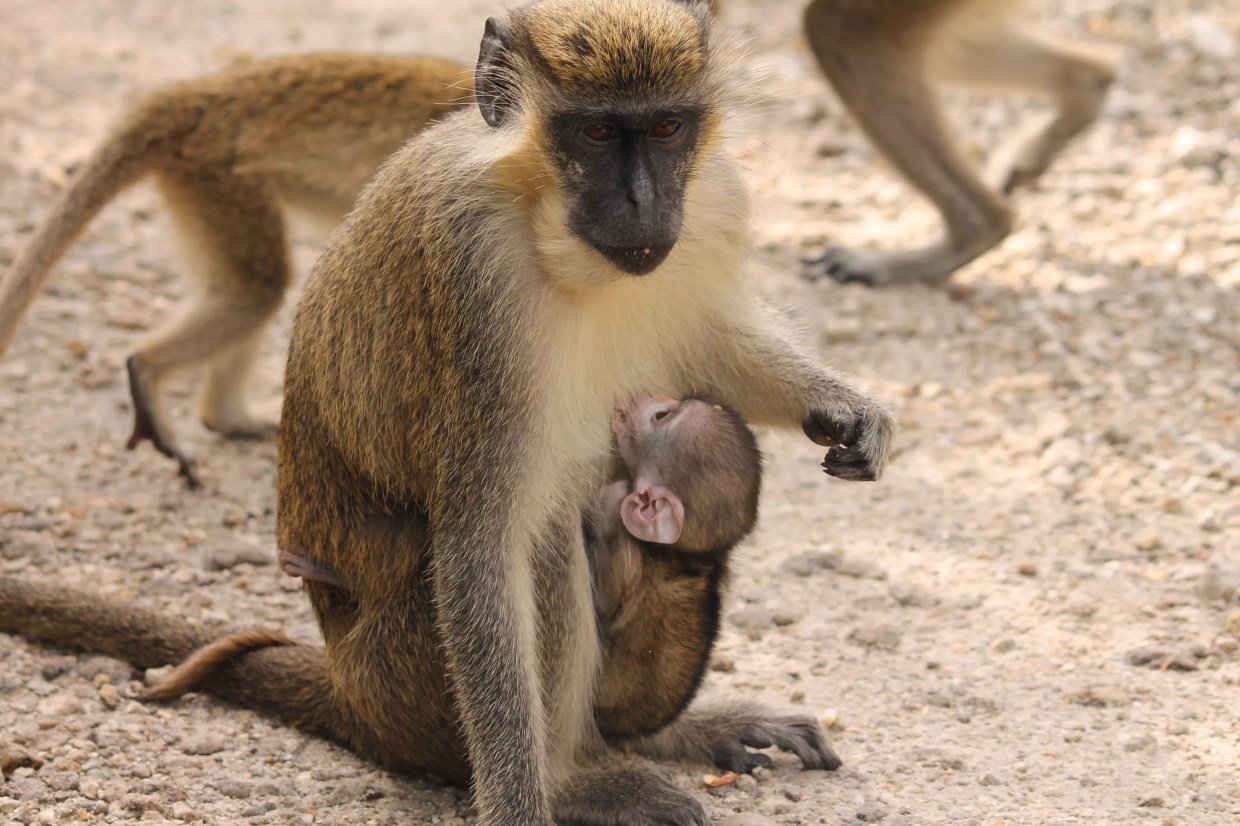 Everything You Ever Wanted to Know About the Wild Monkeys in Dania Beach