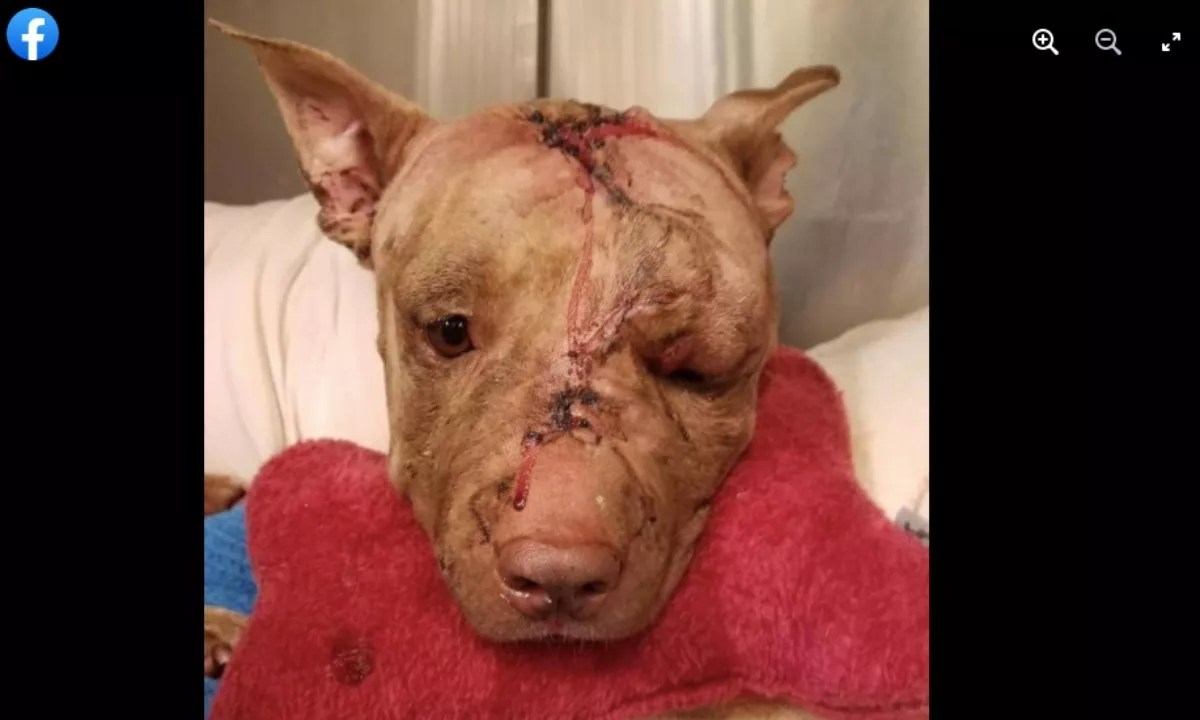 Animal Advocates Say Prison Sentence for Dog Killer Not Harsh Enough