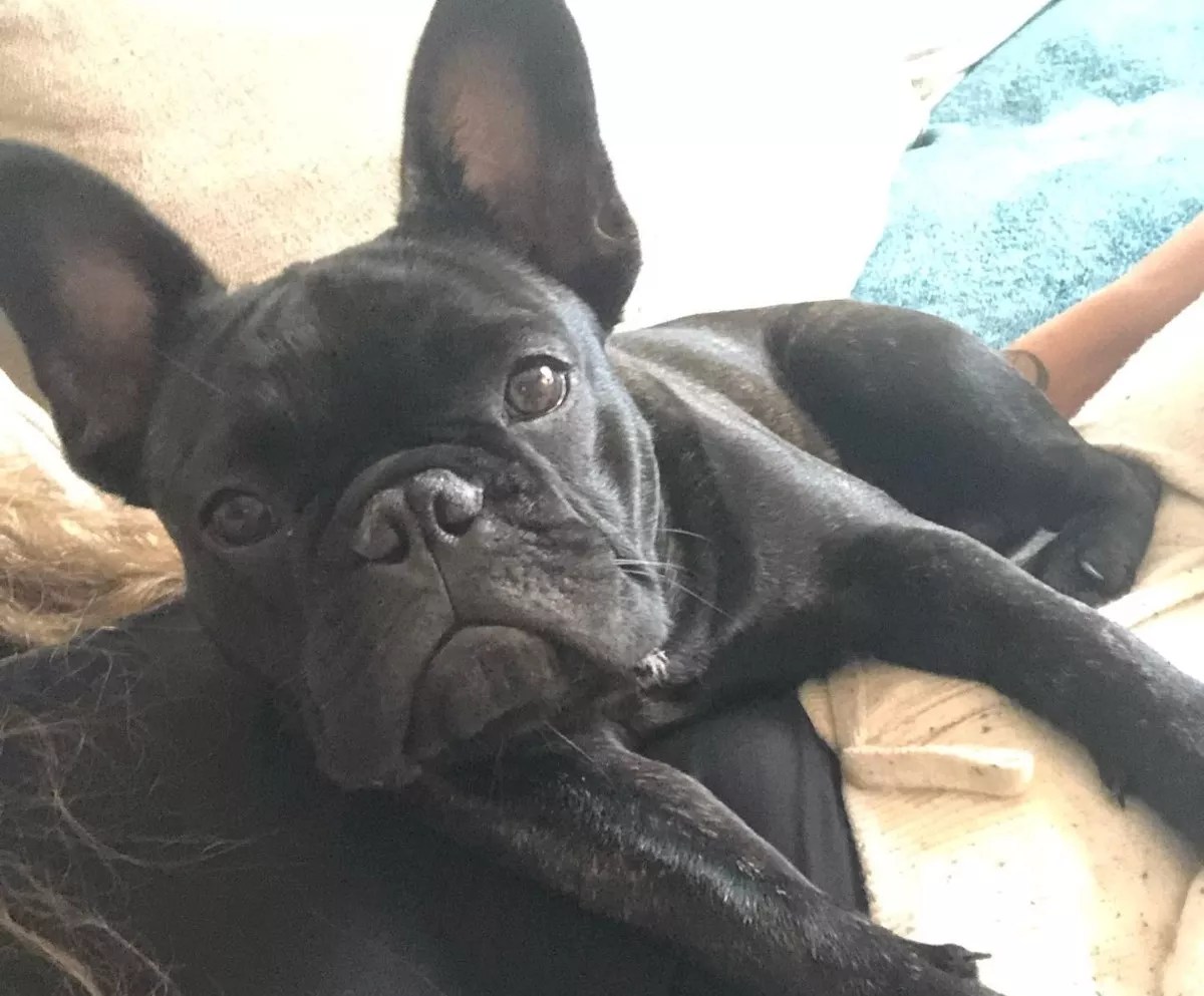 French Bulldog Stolen in Late-Night Restaurant Robbery Attempt in Fort Lauderdale