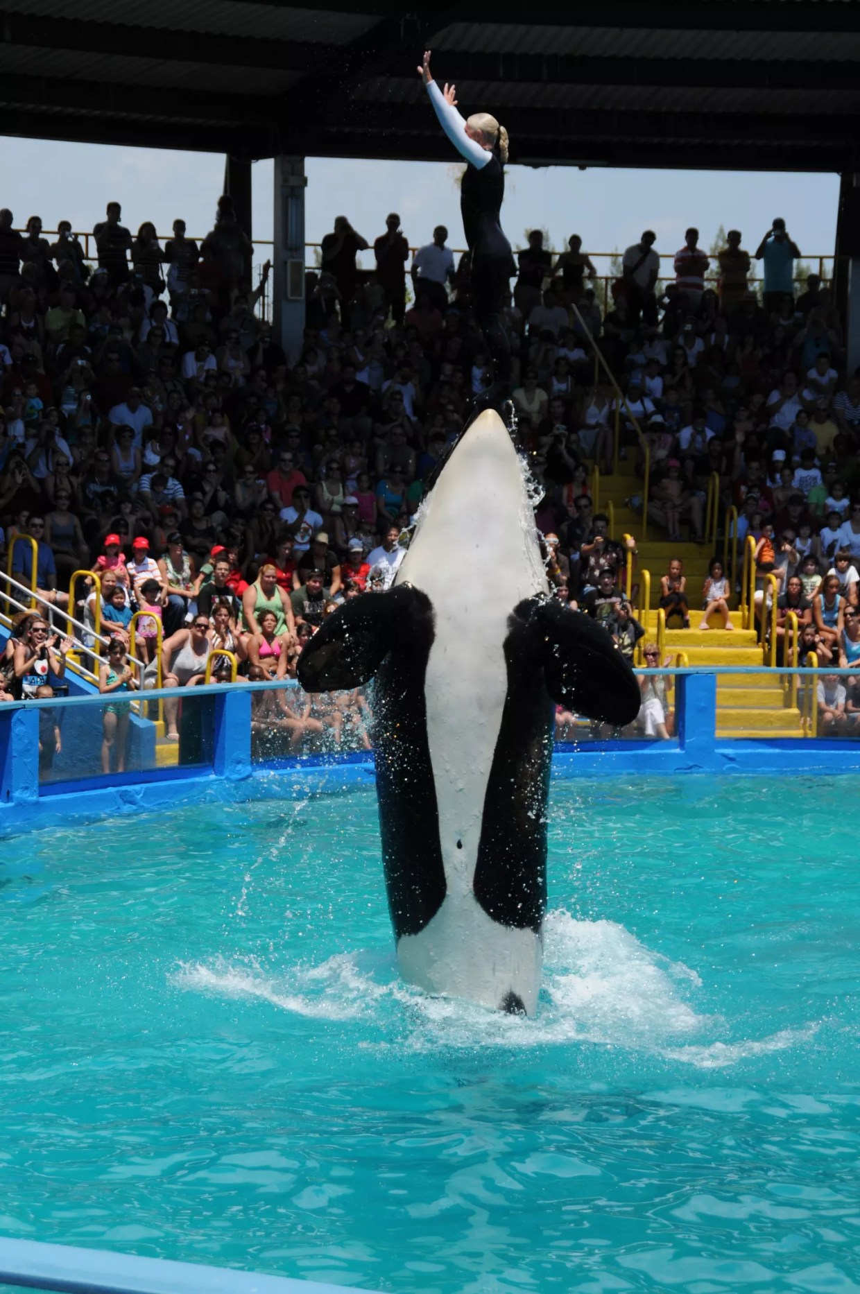 Indianapolis Colts Owner Jim Irsay Ponies Up to Free Lolita the Orca (UPDATED)
