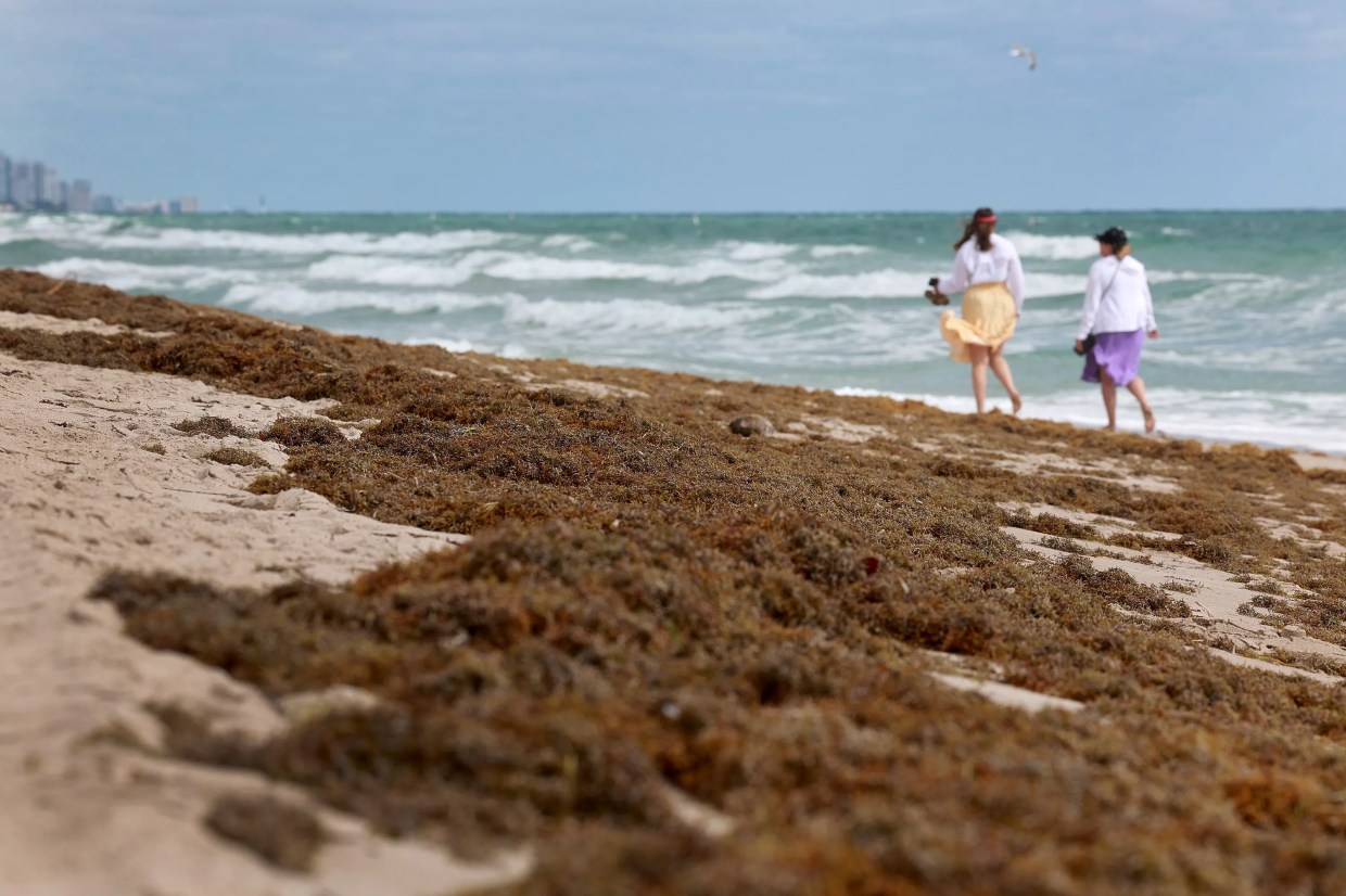 Seaweed Meltdown: Will the Massive Sargassum “Blob” Live Up to the Hype?