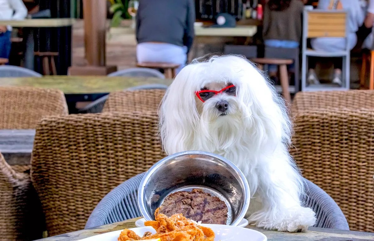 10 Best Restaurants to Dine With Your Dog in South Florida