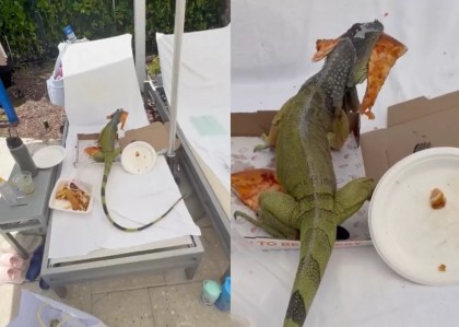 Video: Iguana Steals Pizza at South Florida Resort, Has No Regrets
