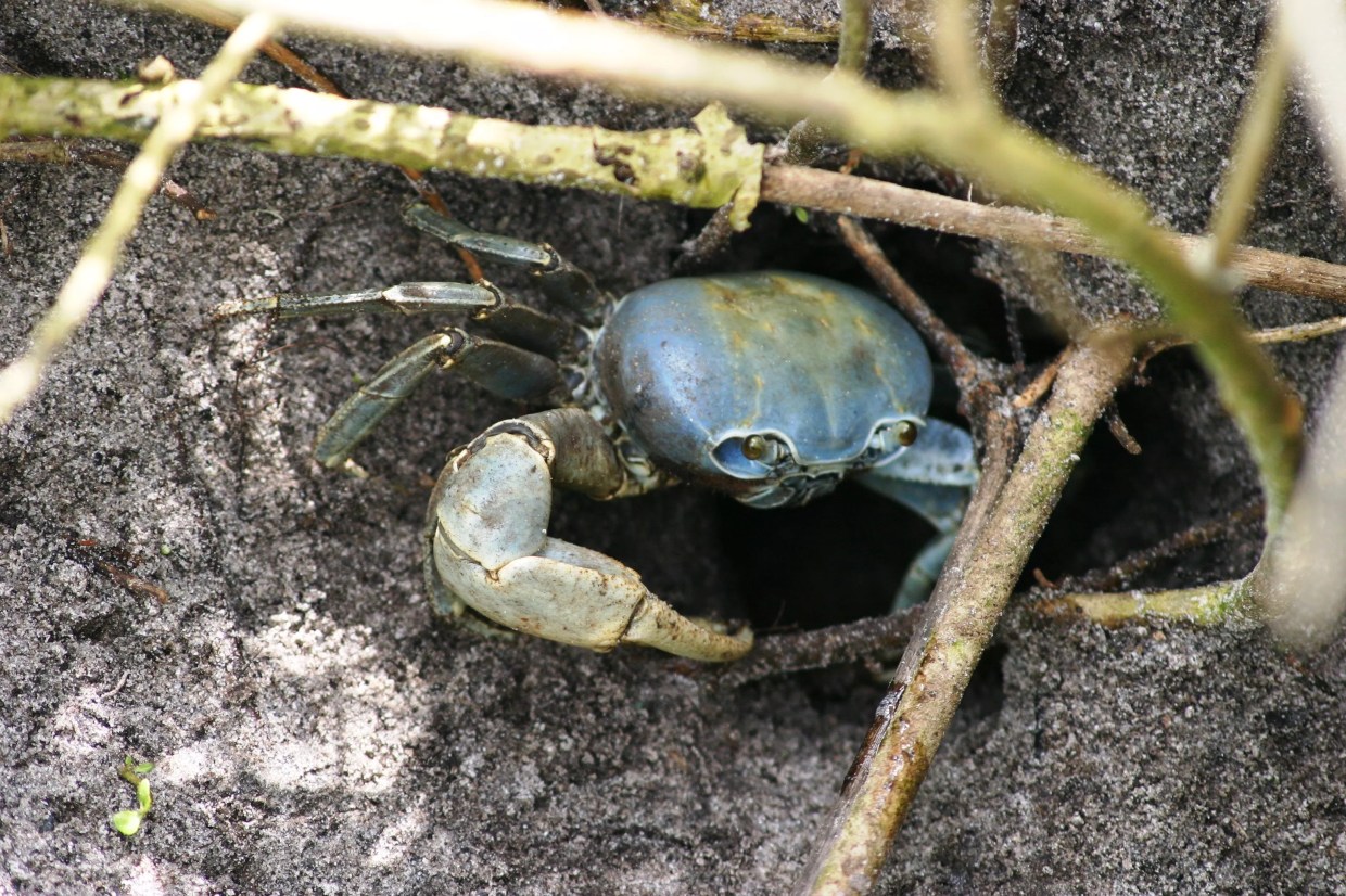 A blue land crab is pictured outside its underground burrow.