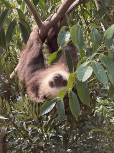 Video: Palm Beach's Cutest Residents Get New Digs